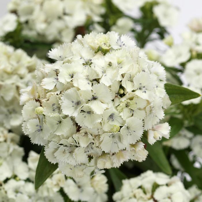 Dart&trade; White - Dianthus barbatus (Sweet William) from Milmont Greenhouses