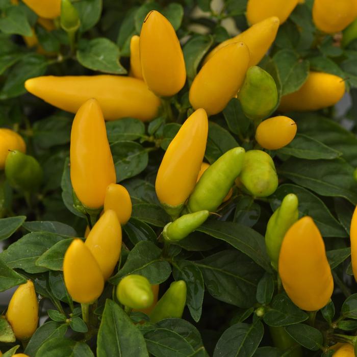 Acapulco XP&trade; Yellow - Capsicum annuum (Ornamental Pepper) from Milmont Greenhouses