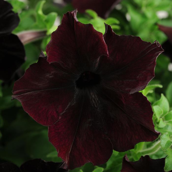 Sophistica&reg; 'Blackberry' - Petunia from Milmont Greenhouses
