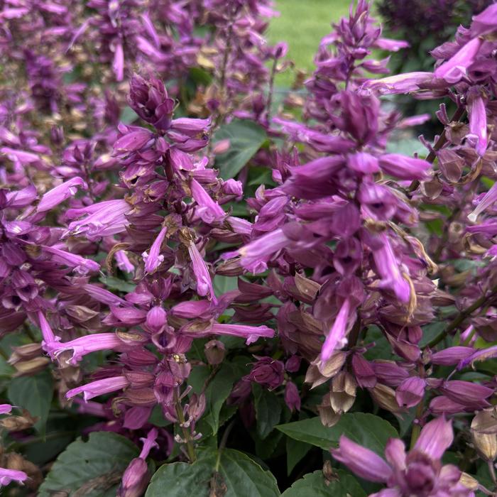 Vista&trade; Lavender - Salvia splendens from Milmont Greenhouses