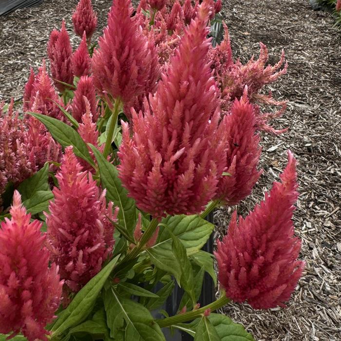 'Castle Pink' Cockscomb - Celosia argentea from Milmont Greenhouses