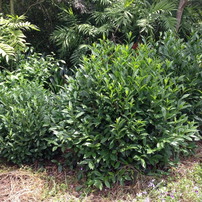 Brew-Tea-Ful&trade; Tea - Camellia sinensis from Milmont Greenhouses