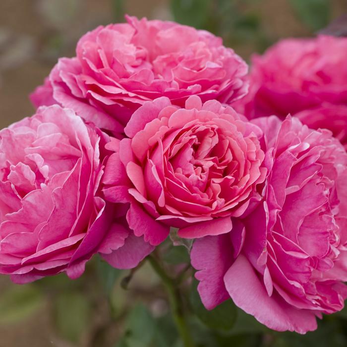 'Dee-lish&reg;' Hybrid Tea Rose - Rosa from Milmont Greenhouses