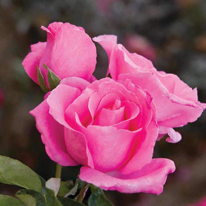 'The McCartney Rose&trade;' Hybrid Tea Rose - Rosa from Milmont Greenhouses