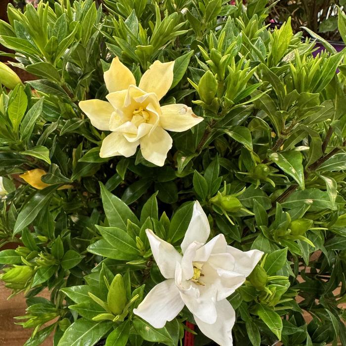 Big Beauty&trade; - Gardenia jasminoides from Milmont Greenhouses