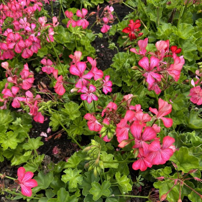 'Glory Days Pink Bicolor' Ivy Geranium - Pelargonium peltatum from Milmont Greenhouses