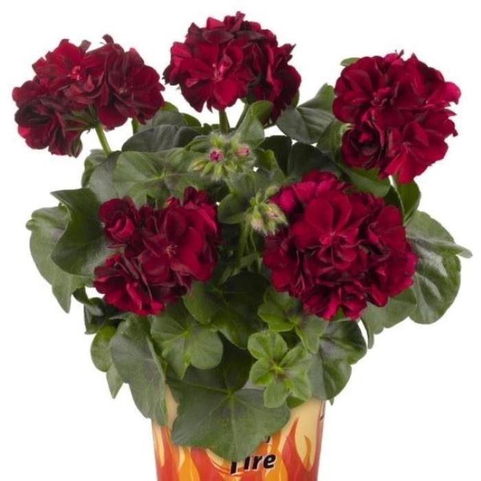 Great Balls of Fire&trade; Merlot Ivy Geranium - Pelargonium peltatum from Milmont Greenhouses