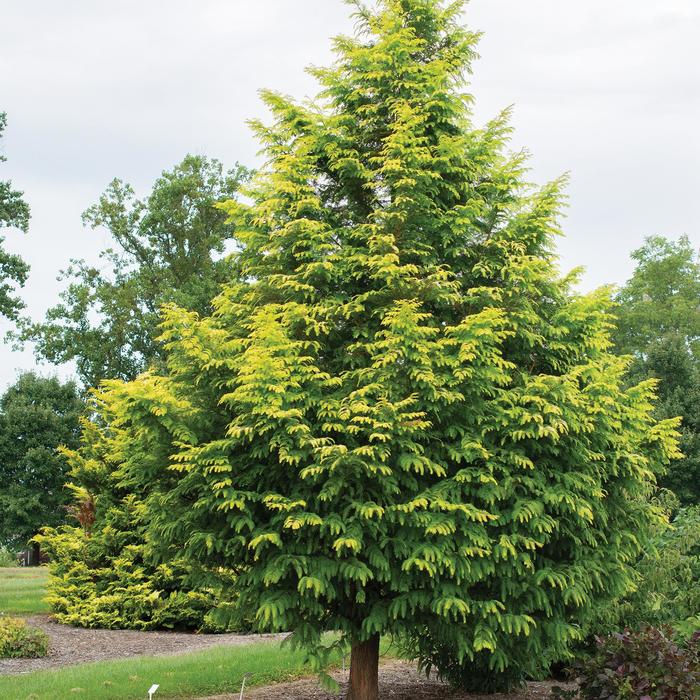 'Amber Glow&trade;' Dawn Redwood - Metasequoia glyptostroboides from Milmont Greenhouses