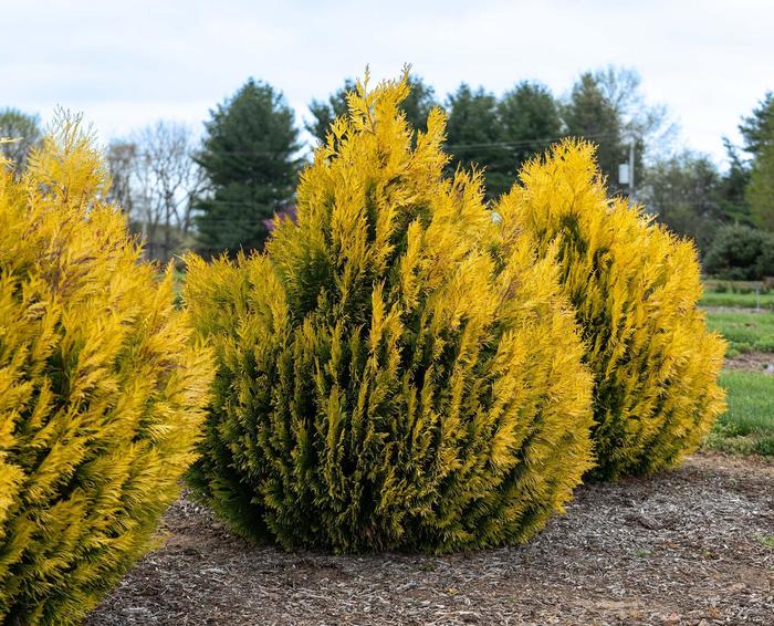 Forever Goldy&trade; Giant Arborvitae - Thuja plicata from Milmont Greenhouses