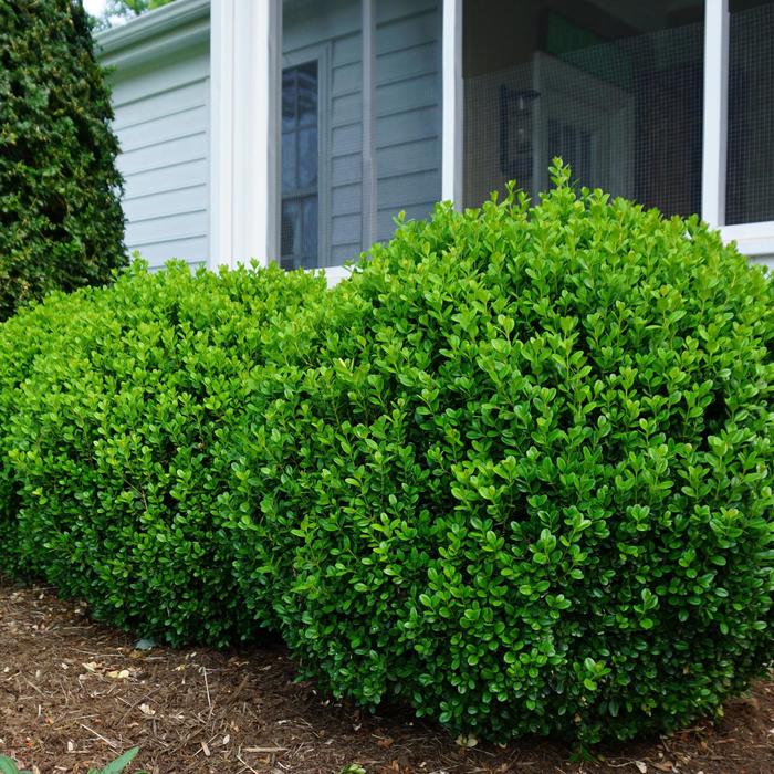 'NewGen Freedom&reg;' - Buxus (Boxwood) from Milmont Greenhouses