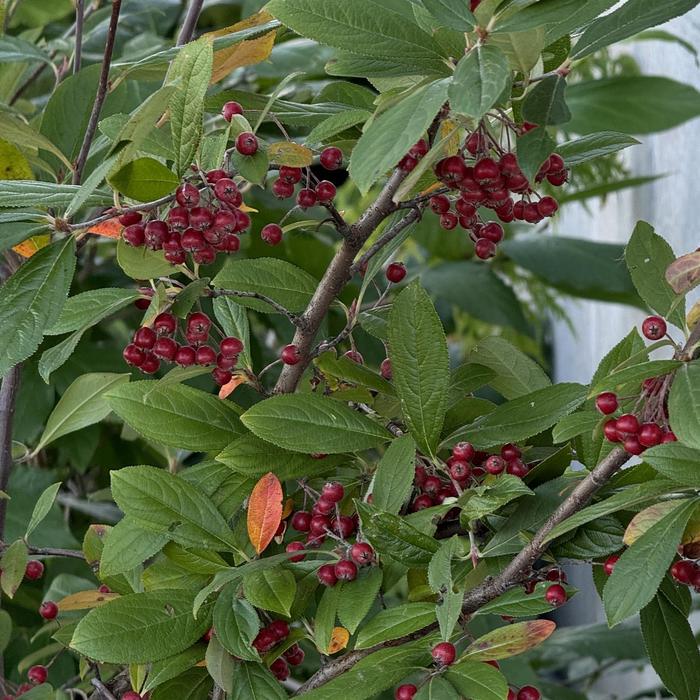'Brilliantissima' Red Chokeberry - Aronia arbutifolia from Milmont Greenhouses