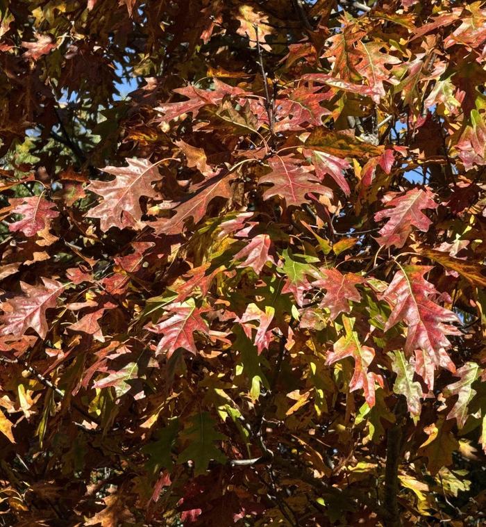 Northern Red Oak - Quercus rubra from Milmont Greenhouses