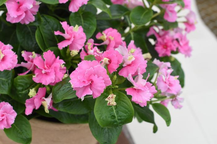 Soiree&reg; Flamenco Pink Twist - Catharanthus (Vinca) from Milmont Greenhouses