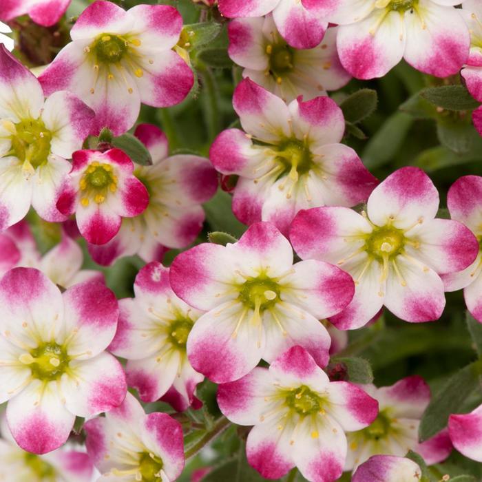 Marto&trade; Red Picotee Rockfoil - Saxifraga x arendsii from Milmont Greenhouses