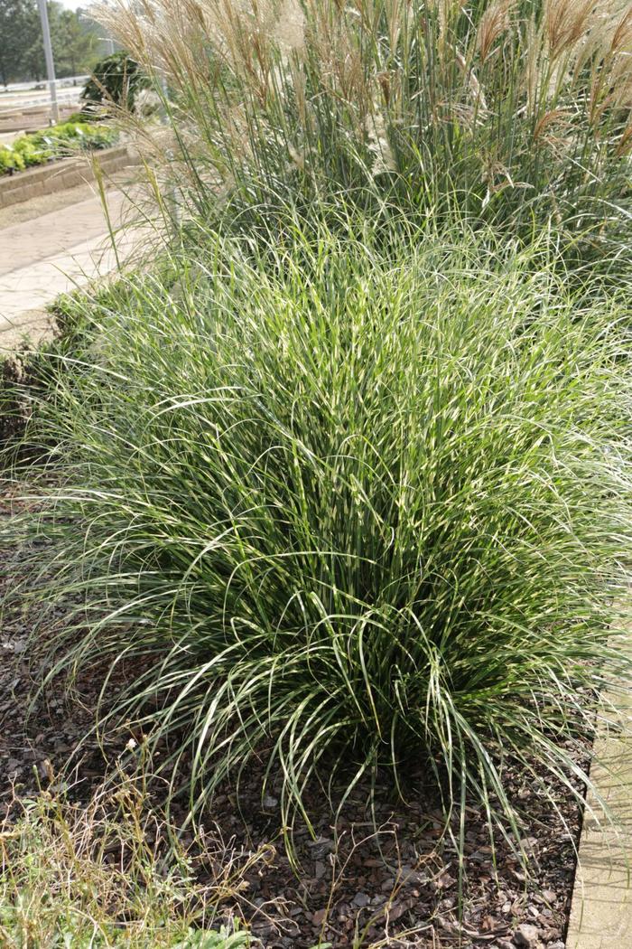 'Bandwidth' Japanese Silver Grass - Miscanthus sinensis from Milmont Greenhouses