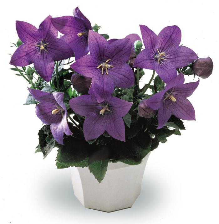 'Astra Blue' Balloon Flower - Platycodon grandiflorus from Milmont Greenhouses
