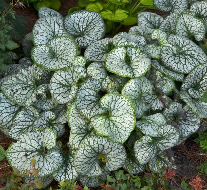 'Jack Frost' Siberian Bugloss - Brunnera macrophylla from Milmont Greenhouses