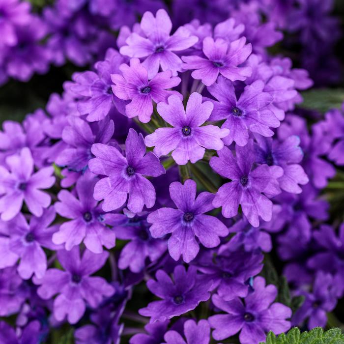 Superbena &reg; Cobalt - Verbena from Milmont Greenhouses