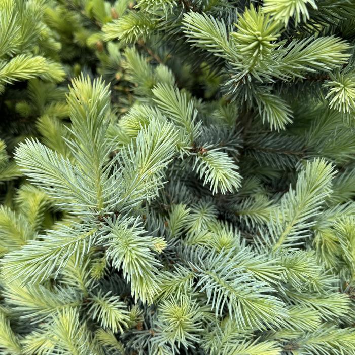 Baby Blue&reg; Colorado Blue Spruce - Picea pungens from Milmont Greenhouses