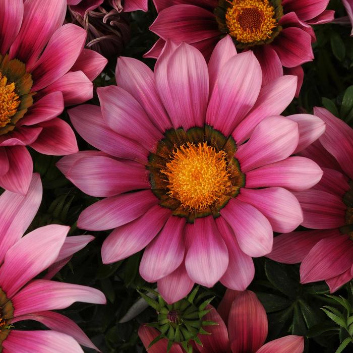 New Day&reg; 'Pink Shades' - Gazania rigens () from Milmont Greenhouses