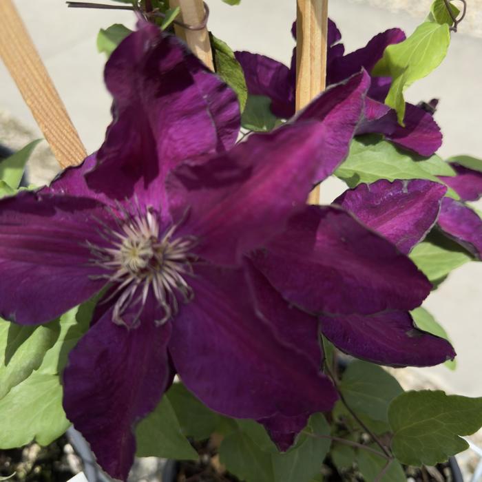 'Westerplatte' - Clematis from Milmont Greenhouses