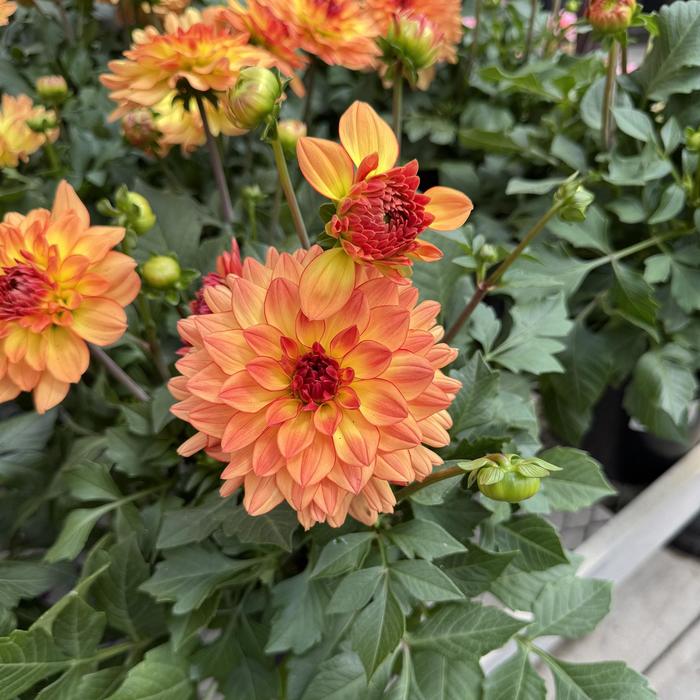 Venti&trade; 'Tequila Sunrise Improved' - Dahlia from Milmont Greenhouses