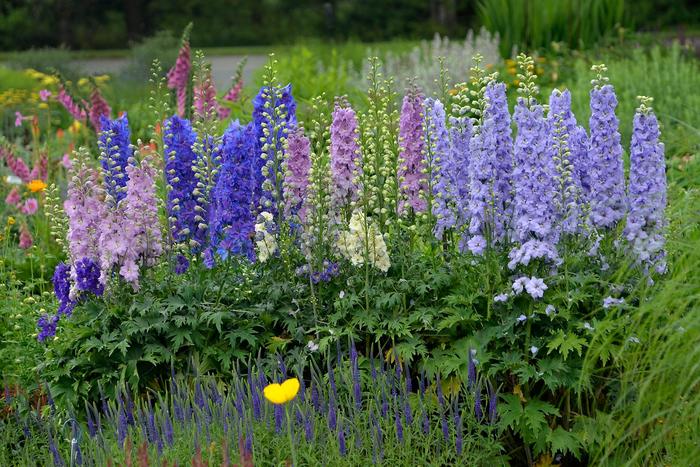 'New Zealand Mini Stars' - Delphinium from Milmont Greenhouses