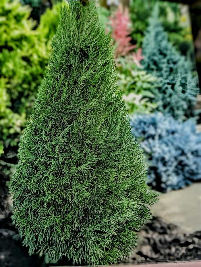 'Spartan' Juniper - Juniperus chinensis from Milmont Greenhouses