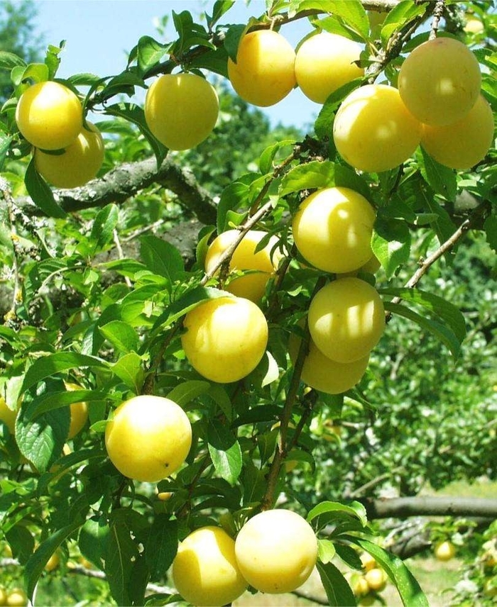 'Shiro' Shiro Plum - Prunus salicina from Milmont Greenhouses