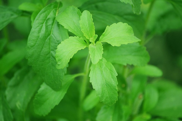 Stevia - Stevia rebaudiana from Milmont Greenhouses