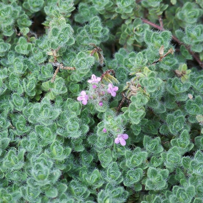 Woolly Thyme - Thymus pseudolanuginosus from Milmont Greenhouses