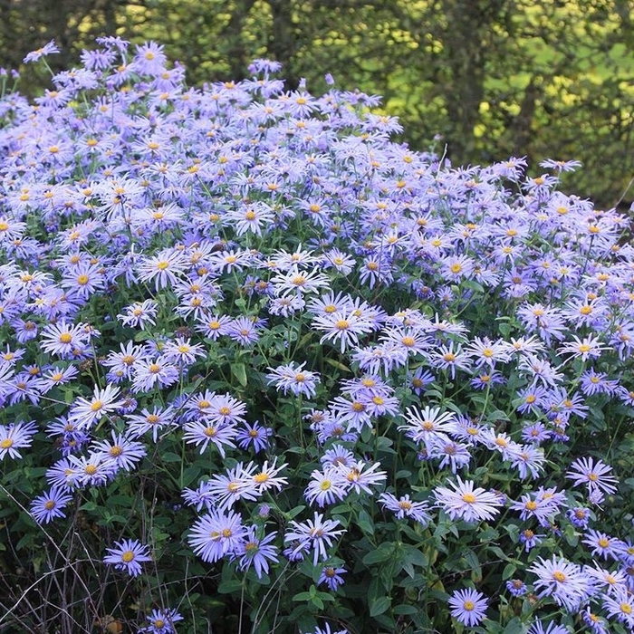 Monch Frikart's Aster - Aster x frikartii 'Monch' (Frikart's Aster) from Milmont Greenhouses