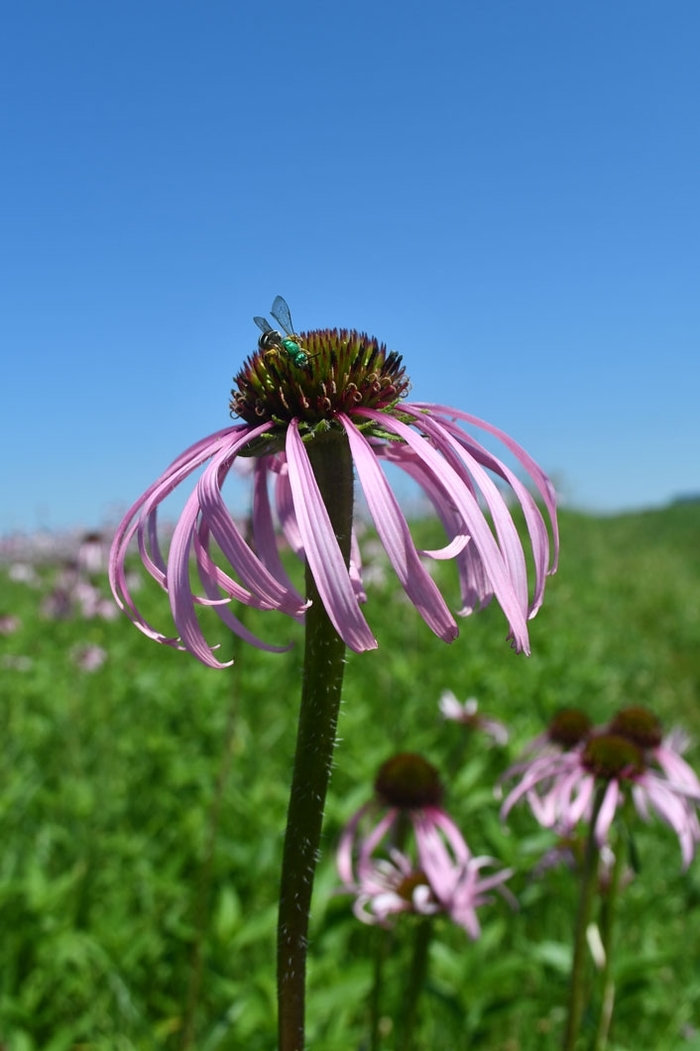 Pale Purple Coneflower - Echinacea pallida from Milmont Greenhouses