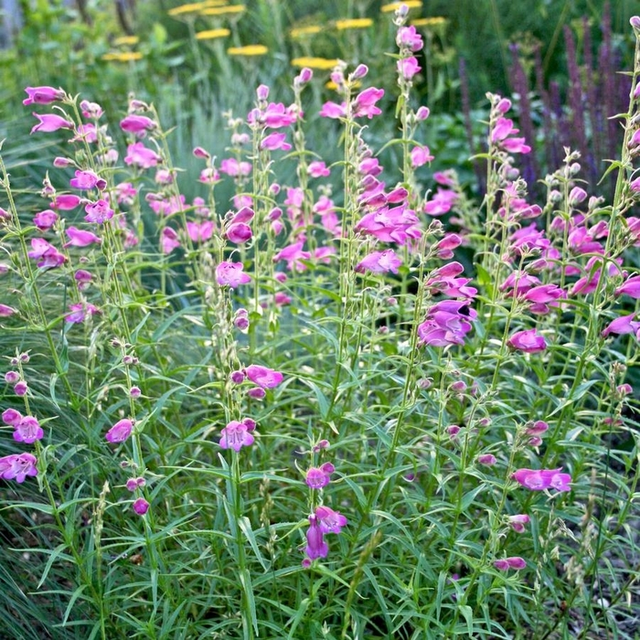 Pikes Peak Purple&reg; Beardtongue - Penstemon x mexicali 'Pikes Peak Purple&reg;' (Beardtongue) from Milmont Greenhouses