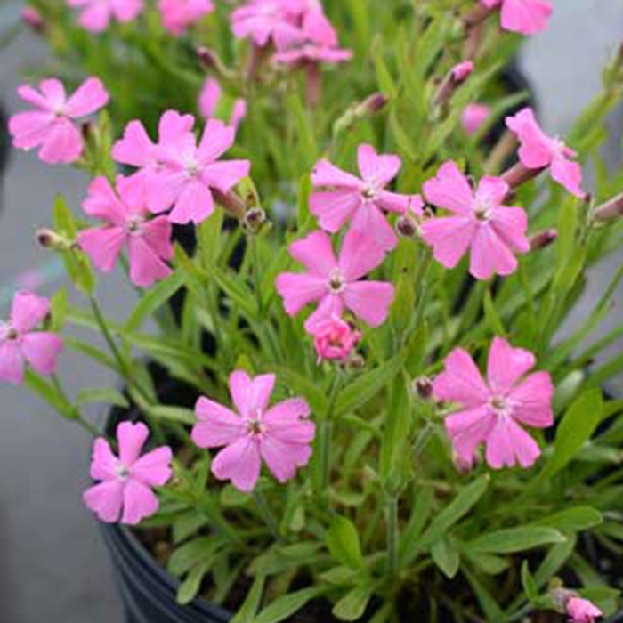 'Short and Sweet' Wild Pinks - Silene caroliniana var. wherryi from Milmont Greenhouses