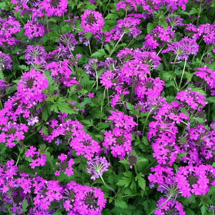 Perfecta Vervain - Verbena canadensis 'Perfecta' (Vervain) from Milmont Greenhouses