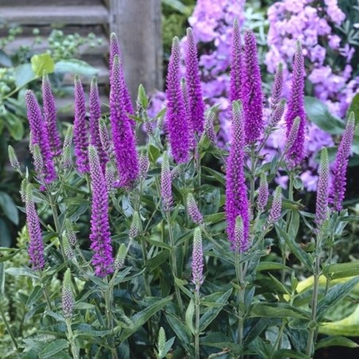 Purpleicious Speedwell - Veronica 'Purpleicious' (Speedwell) from Milmont Greenhouses