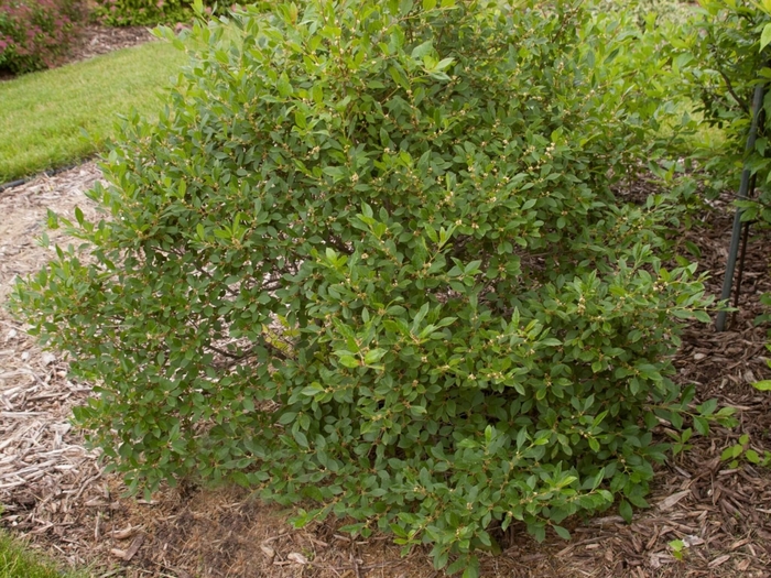 'Jim Dandy' Winterberry - Ilex verticillata from Milmont Greenhouses