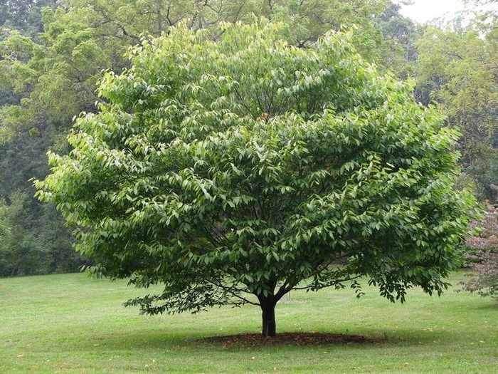 Wisconsin Red&trade; Musclewood - Carpinus caroliniana from Milmont Greenhouses