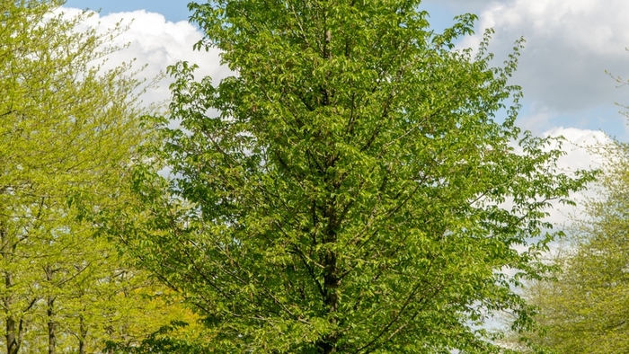 Hop Hornbeam - Ostrya carpinifolia from Milmont Greenhouses