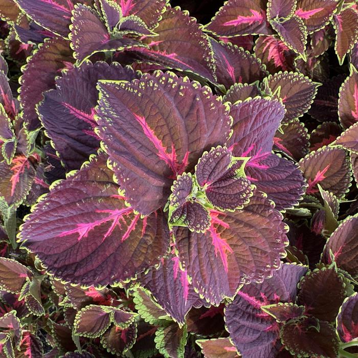 Main Street 'Franklin Street' - coleus from Milmont Greenhouses