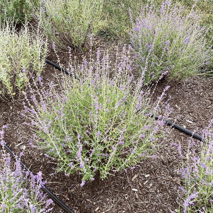 'Jelena' Russian Sage - Perovskia atriplicifolia from Milmont Greenhouses