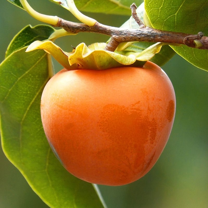 Persimmon Hachiya - Persimmon from Milmont Greenhouses