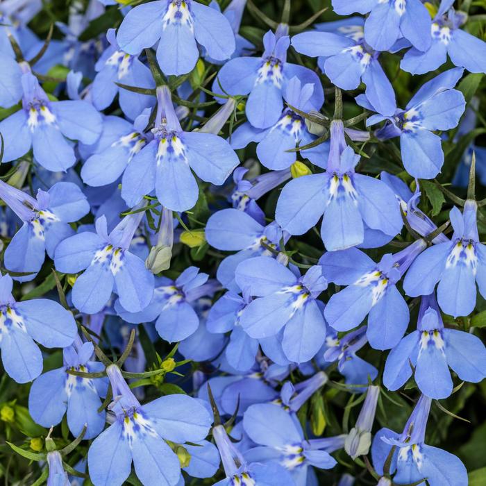 Laguna&reg; 'Royale Azure' - Lobelia erinus from Milmont Greenhouses