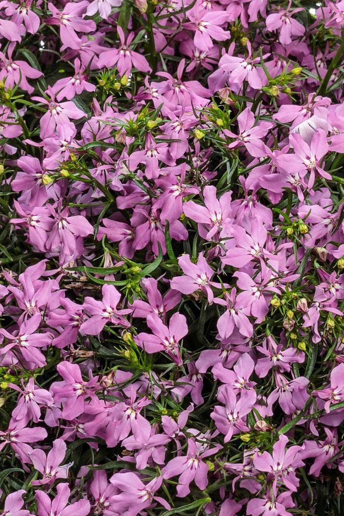 Laguna&reg; 'Royale Pink' - Lobelia erinus from Milmont Greenhouses
