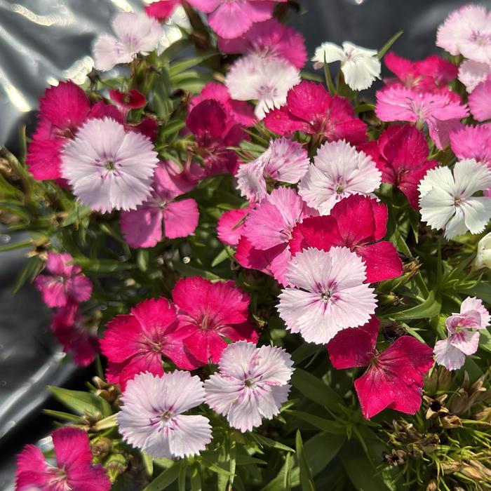Dart&trade; Pink Magician - Dianthus barbatus (Sweet William) from Milmont Greenhouses