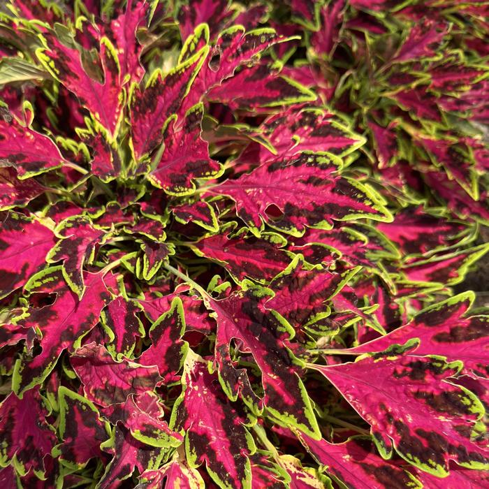 Coleus TerraScape™ 'All That Lava' - Coleus scutellarioides from Milmont Greenhouses
