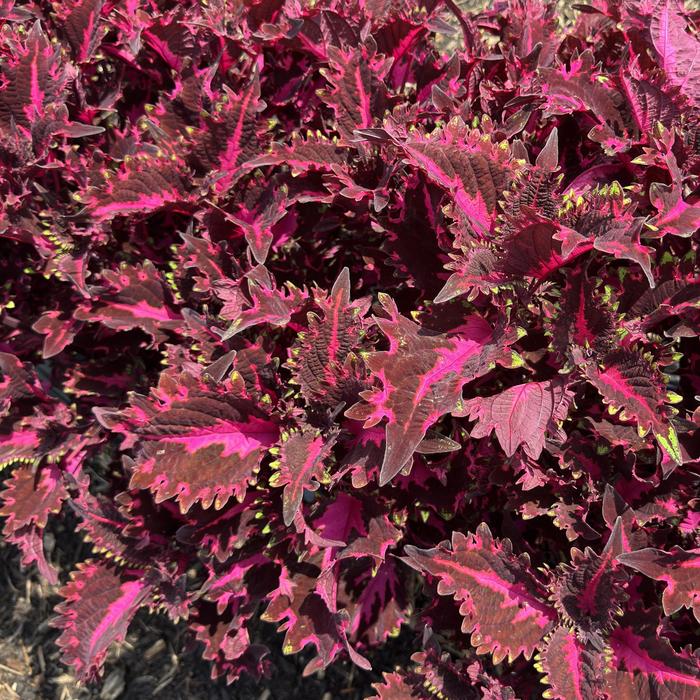 Coleus TerraScape™ 'Pink Ribbons' - Coleus scutellarioides from Milmont Greenhouses