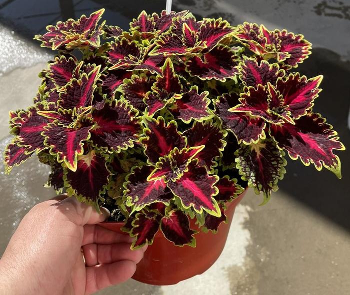 Coleus TerraScape™ 'Queen' - Coleus scutellarioides from Milmont Greenhouses