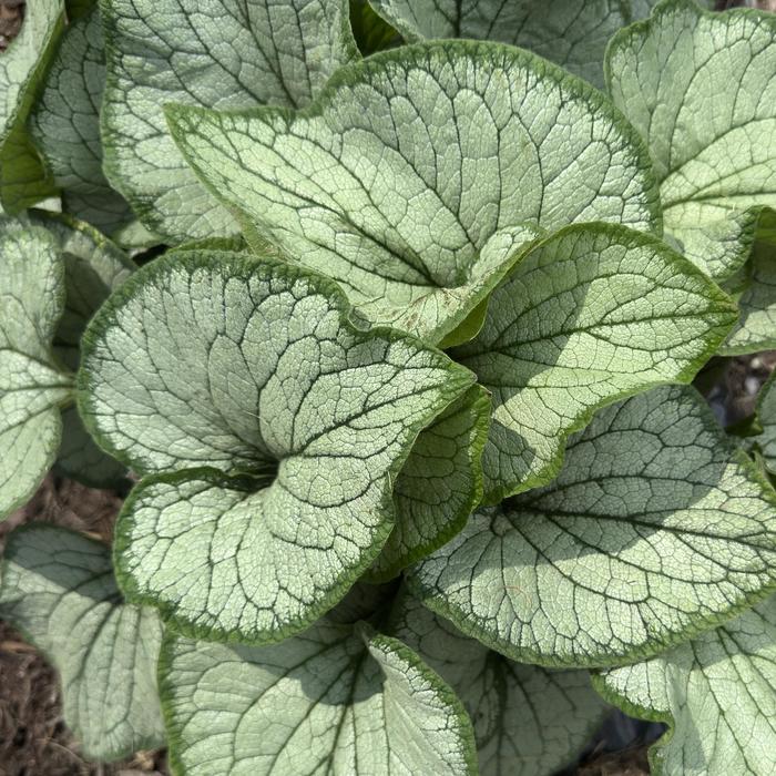 'Frostbite' Forget-Me-Not - Brunnera macrophylla from Milmont Greenhouses